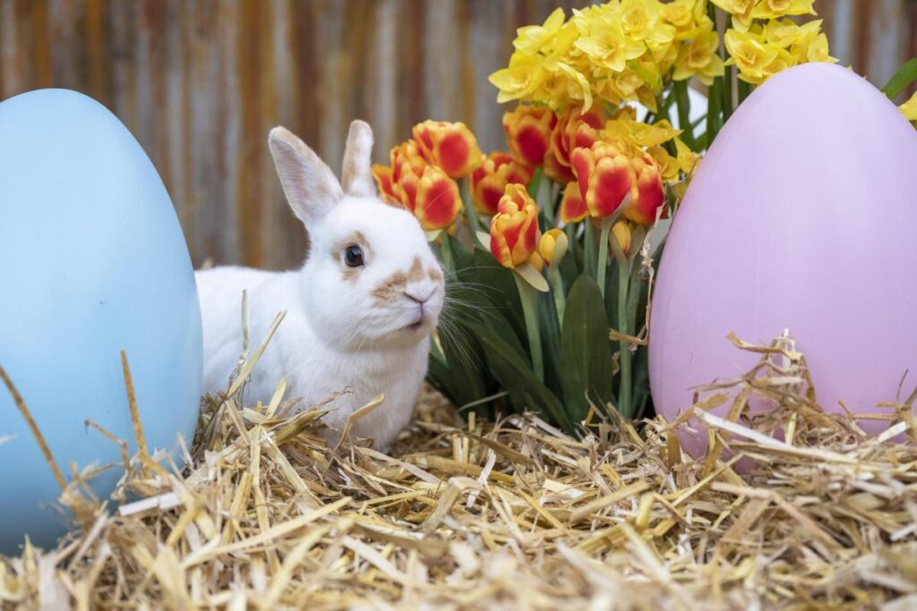 Picture of a bunny next to easter eggs
