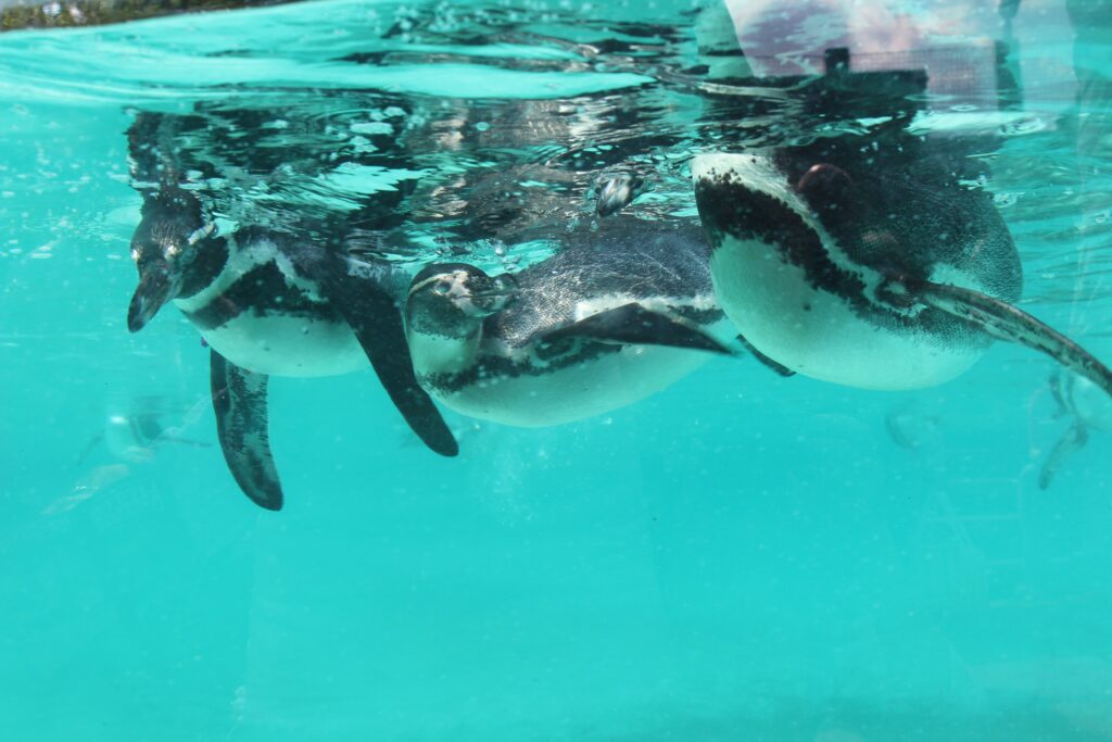 Image of penguins swimming underwater
